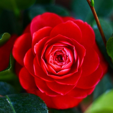 Камелія Chandlers Red