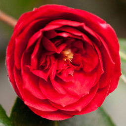 Камелія Chandlers Red
