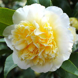 Камелія Jury’s Yellow