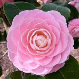 Камелія Pink Perfection