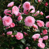 Камелія Pink Perfection