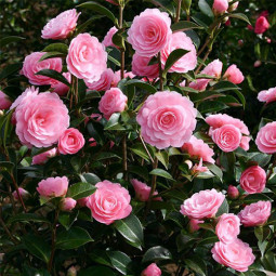 Камелія Pink Perfection