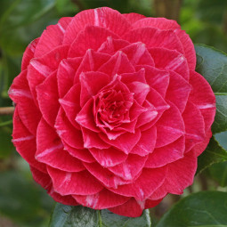 Камелія Principessa Baciocchi