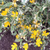 Керрія японська Variegata