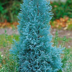 Кипарисовик Blue Surprise (Блю Сюрпрайз) контейнер 0.5 л Кипарисовик Blue Surprise (Блю Сюрпрайз) контейнер 0.5 л