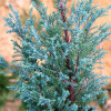 Кипарисовик Blue Surprise (Блю Сюрпрайз) контейнер 0.5 л