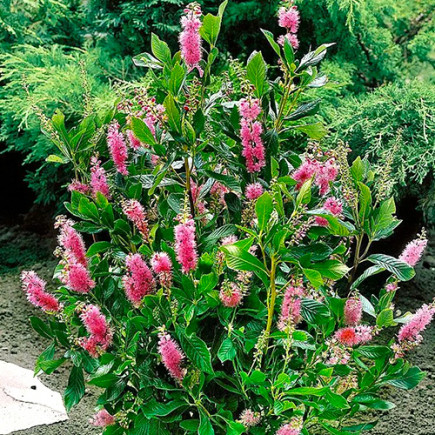 Клетра вільхолиста Pink Spires