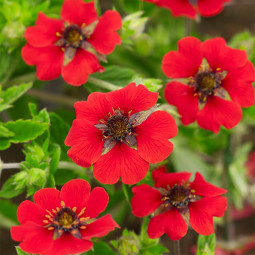 Перстач Gibsons Scarlet контейнер 0.5 л