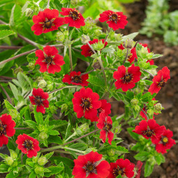 Перстач Gibsons Scarlet контейнер 0.5 л