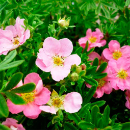 Перстач Lovely Pink контейнер 0.5 л