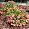 Перстач Lovely Pink контейнер 0.5 л
