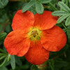 Перстач Orange Star контейнер 2.0 л