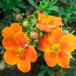 Перстач Tangerine контейнер 0.5 л