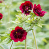 Перстач Monarch Velvet контейнер 0.5 л