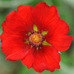 Перстач Red Giant контейнер 0.5 л