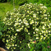 Перстач Tilford Cream контейнер 0.5 л