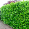 Лавровишня лікарська Rotundifolia контейнер 0.5 л