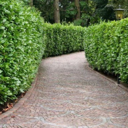 Лавровишня лікарська Rotundifolia контейнер 0.5 л Лавровишня лікарська Rotundifolia контейнер 0.5 л