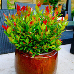 Леукотое Дефонтена Little Flames