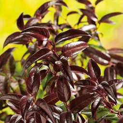 Леукотое Кейскі Royal Ruby