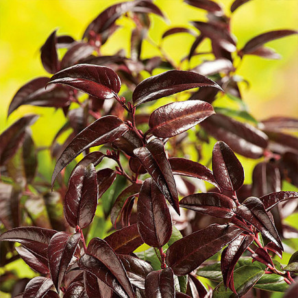 Леукотое Кейскі Royal Ruby