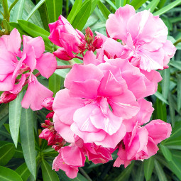 Олеандр Double Pink Dwarf