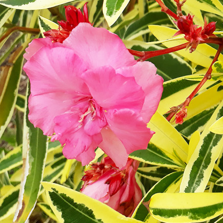 Олеандр Double Variegated Pink