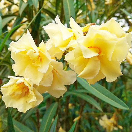 Олеандр Double Yellow