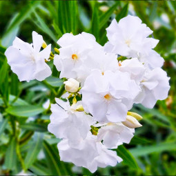 Олеандр Madonna Grandiflora
