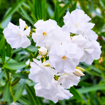 Олеандр Madonna Grandiflora