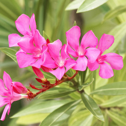 Олеандр Single Pink
