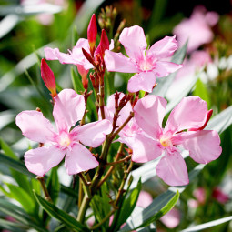 Олеандр Petit Pink