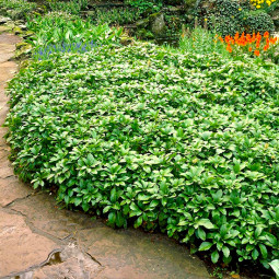 Пахісандра Green Carpet