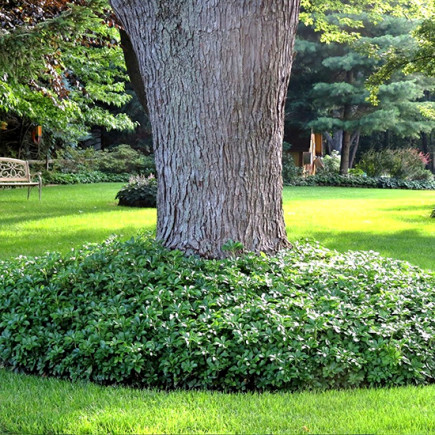 Пахісандра Green Sheen
