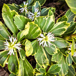 Пахісандра Variegata