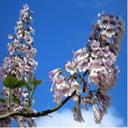 Павловнія Довгаста (Paulownia Elongata)