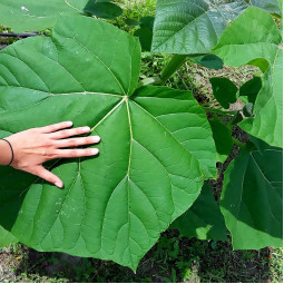 Павловнія Енерджі (Paulownia Energy)