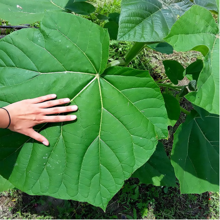 Павловнія Енерджі (Paulownia Energy)