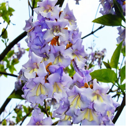Павловнія Форчуна (Paulownia Fortunei)