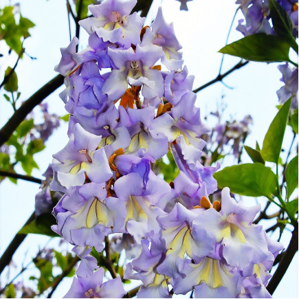 Павловнія Форчуна (Paulownia Fortunei)