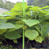 Павловнія Шан Тонг (paulownia Shan Tong)