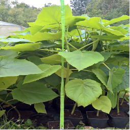 Павловнія Шан Тонг (paulownia Shan Tong)