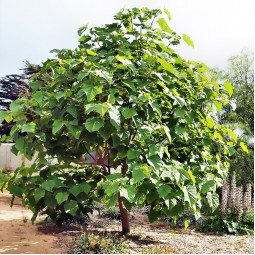 Павловнія Шан Тонг (paulownia Shan Tong)