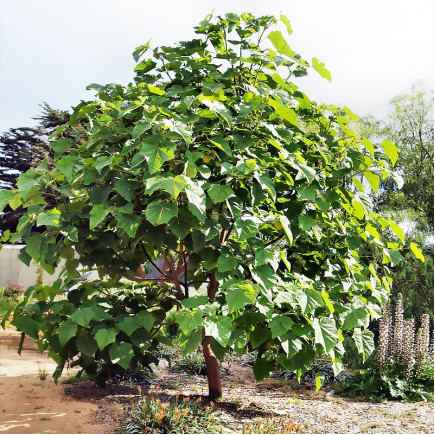 Павловнія Шан Тонг (paulownia Shan Tong)