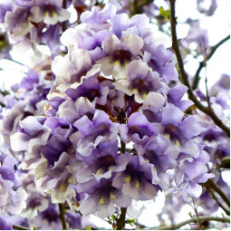 Павловнія Повстяна (Paulownia Tomentosa)
