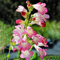Пенстемон Arabesque Appleblossom