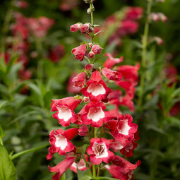 Пенстемон Arabesque Red