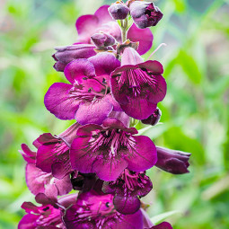 Пенстемон Blackberry