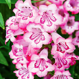 Пенстемон Cha Cha Hot Pink
