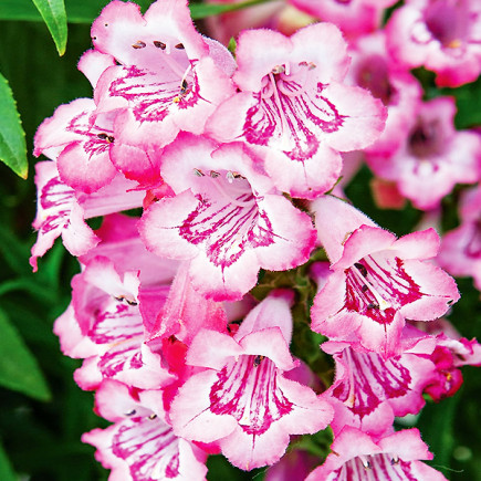 Пенстемон Cha Cha Hot Pink
